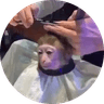 monkeyhaircut