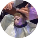 monkeyhaircut