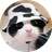 MOOCAT