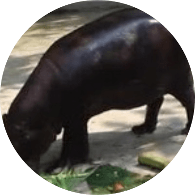 MOODENG'S BROTHER logo
