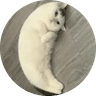 Mooncat