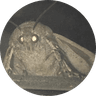 Moth