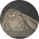 Moth
