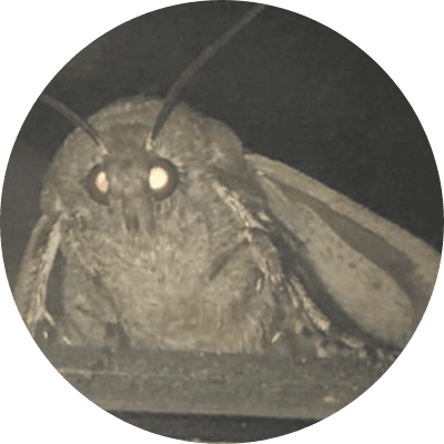 Moth logo