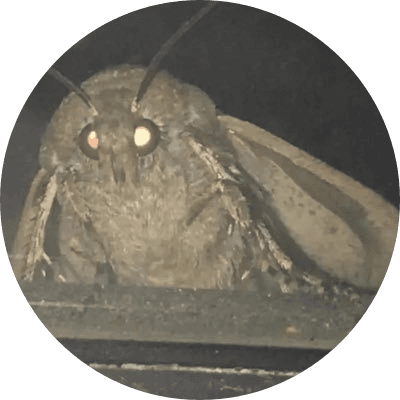 MOTH logo