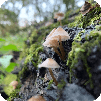 Mushroom logo