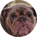 my neighbours dog