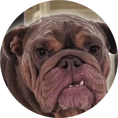 my neighbours dog logo