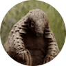 Netflix's Pangolin