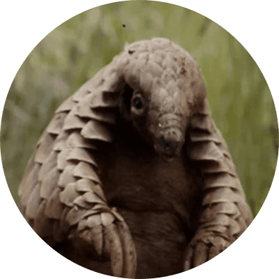 Netflix's Pangolin logo
