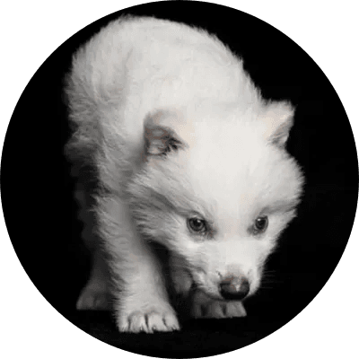 New Ancient DNA Cloned Wolf logo