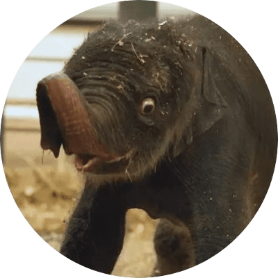 New Baby Elephant Houston Zoo logo