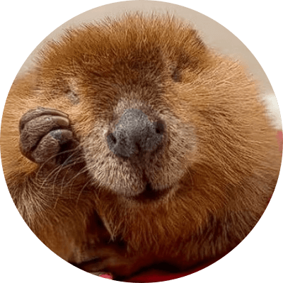 Nibi the 'Diva' Beaver logo