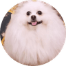 Nico The Pom