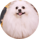 Nico The Pom