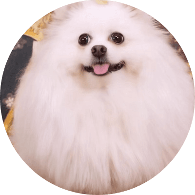 Nico The Pom logo