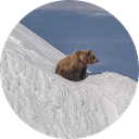Nietzschean Brown Bear