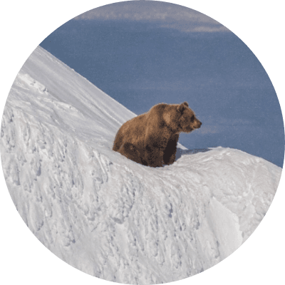 Nietzschean Brown Bear logo