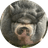 NIKEPIG