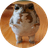 omochi