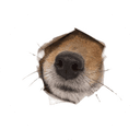 nose