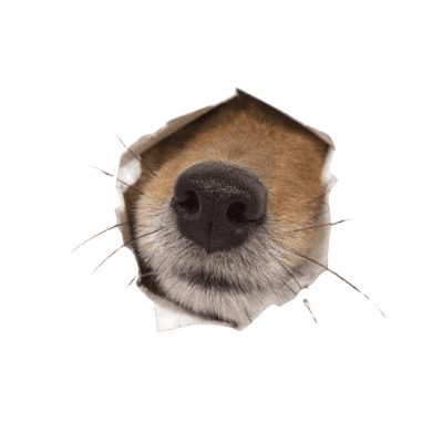 nose logo