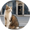 Number 10 Cat