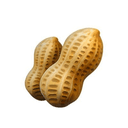 Nut Inu