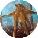Okto The Octopus