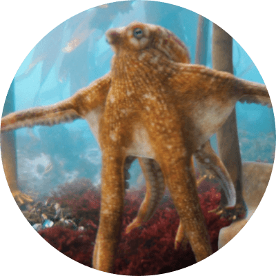 Okto The Octopus logo