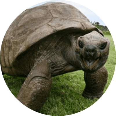 Oldest living animal  logo