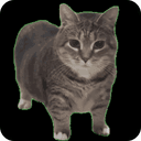 ooioi cat