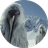 OpiumBird