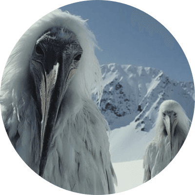 Opium Bird logo