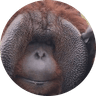 Patrick The Orangutan