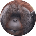 Patrick The Orangutan