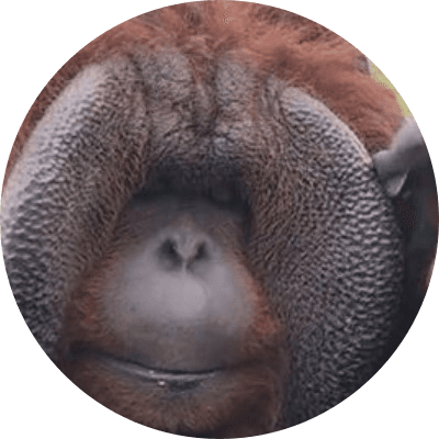Patrick The Orangutan logo