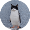 Penguin Cat