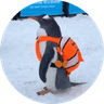 penguin wif backpack 