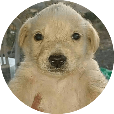 PERRO DINERO logo