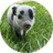 Petunia