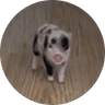 Petunia