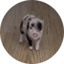 Petunia