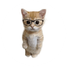 PHDKitty