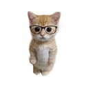 PHDKitty