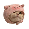 Pig Cat