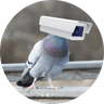 Pigeon Tech