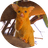 PIKA