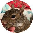 Pip The Baby Squirrel 