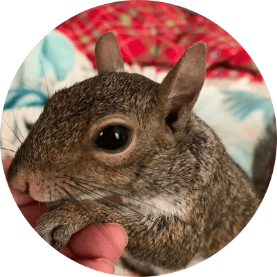 Pip The Baby Squirrel  logo
